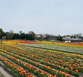 毎年4月上旬から中旬にかけて開催される祭りです。