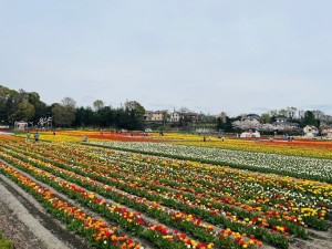 毎年4月上旬から中旬にかけて開催される祭りです。